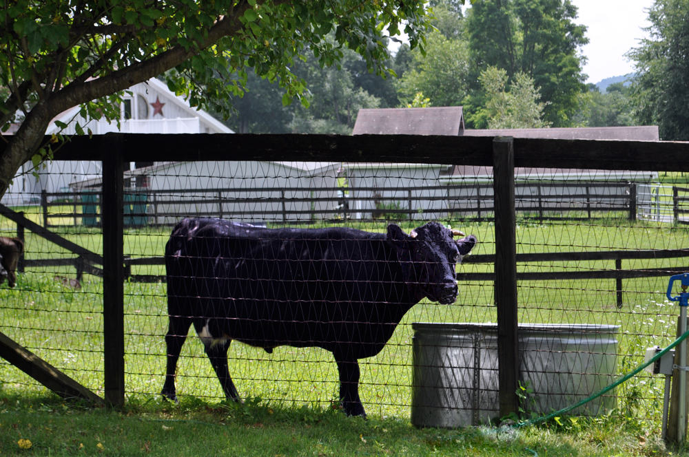 Gallery Whistlewood Farm Bed and Breakfast